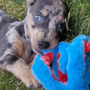 Tobby, de Teckel