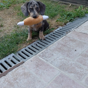 Tobby, de Teckel
