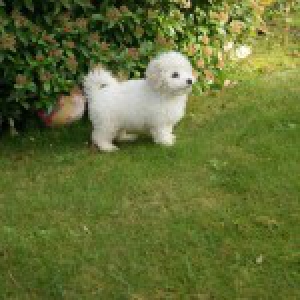 Toby, de Bichon Fris&eacute;