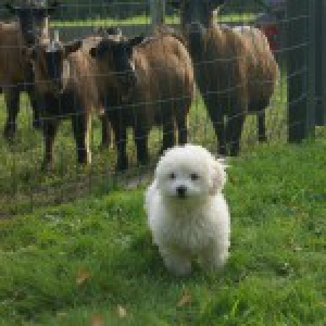 Toby, de Bichon Fris&eacute;