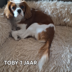 Toby, de Cavalier King Charles Spani&euml;l
