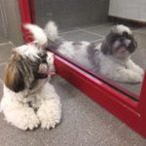 Toby, de hele mooie Shih Tzu