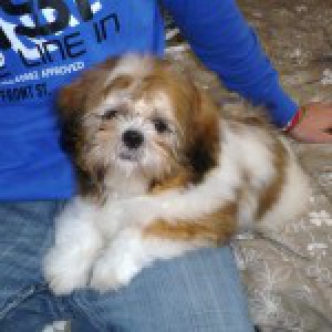 Tom, le Shih Tzu