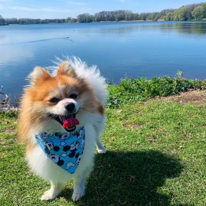 Tommy, de Dwergkees / Keeshond / Pomeriaan