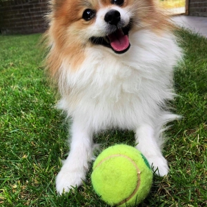 Tommy, de Dwergkees / Keeshond / Pomeriaan