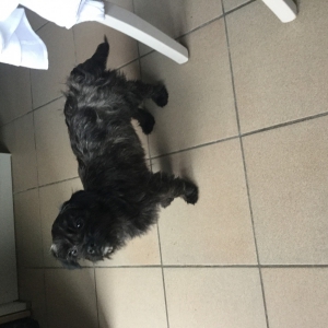 Trixie, de kruising Mops/Westie