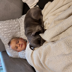 Vaya, de Franse Bulldog