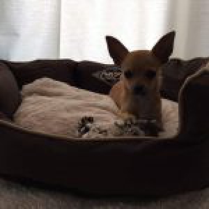 Vic, de chihuahua