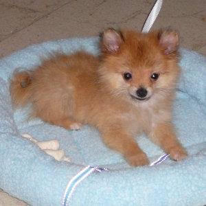 Vico, de Dwergkees / Keeshond / Pomeriaan