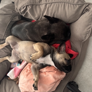Vienna en Lola, de Franse Bulldog
