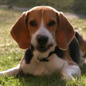 Viko, de Beagle