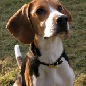 Viko, de Beagle