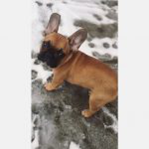 Vinnie, de Franse Bulldog