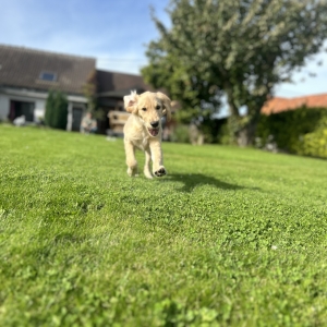 Vixie, de Golden Retriever