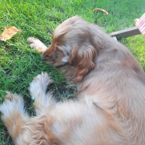 Winston, de Engelse Cocker Spani&euml;l