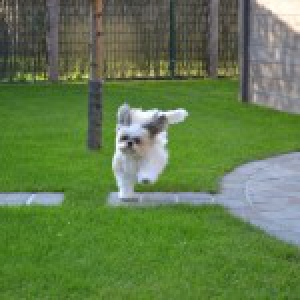 Ypsi, de Shih Tzu