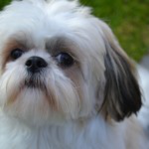 Ypsi, de Shih Tzu