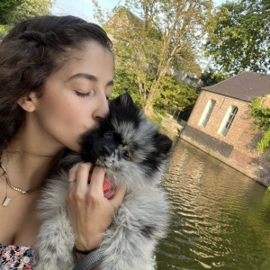 Zelda, de Spitz/Spitz Nain/Loulou de Pom&eacute;ranie