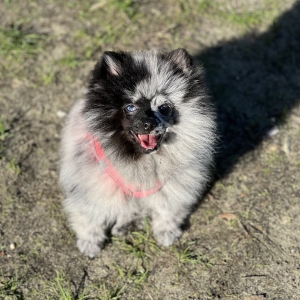 Zelda, de Spitz/Spitz Nain/Loulou de Pom&eacute;ranie