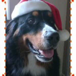 Zico, de Berner Sennen