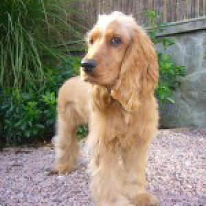 Ziggy, de Engelse Cocker