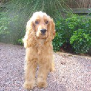 Ziggy, de Engelse Cocker