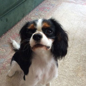 Zita, de Cavalier King Charles