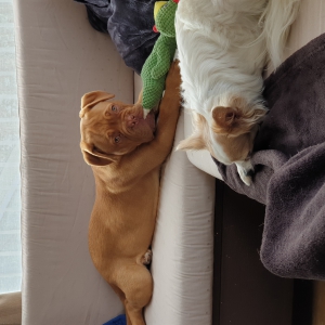 Ziva, de Bordeaux Dog