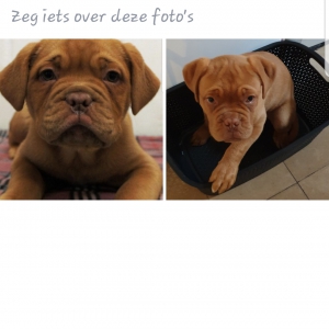 Ziva, de Bordeaux Dog