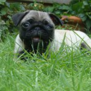 Ziva, de mops