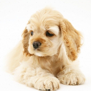 Pups te koop | Hondenfokker Houssin Kuurne Puppy's te pup koop, hondenkweker, hondenkwekerij, rashonden