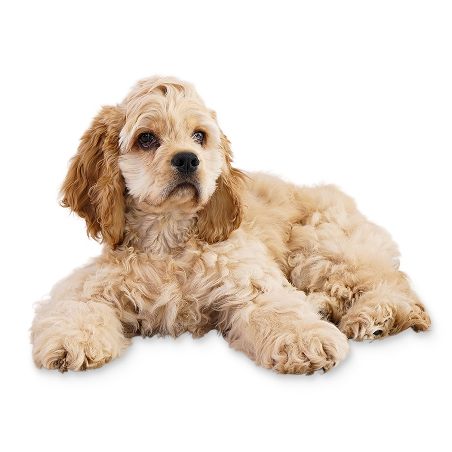 Acheter un chiot Cocker Américain?