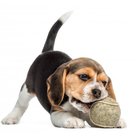 Acheter chiot Beagle?