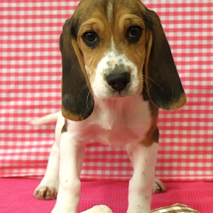 Beagle