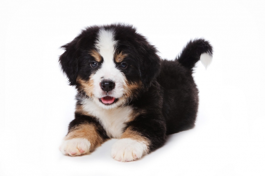 Berner Sennen | Hondenfokker Houssin Kuurne | Puppy's te koop, pup te koop, hondenkweker, rashonden