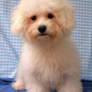 Bichon Fris&eacute;