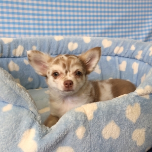 Chihuahua