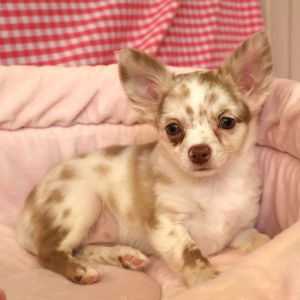 Chihuahua