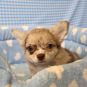 Chihuahua