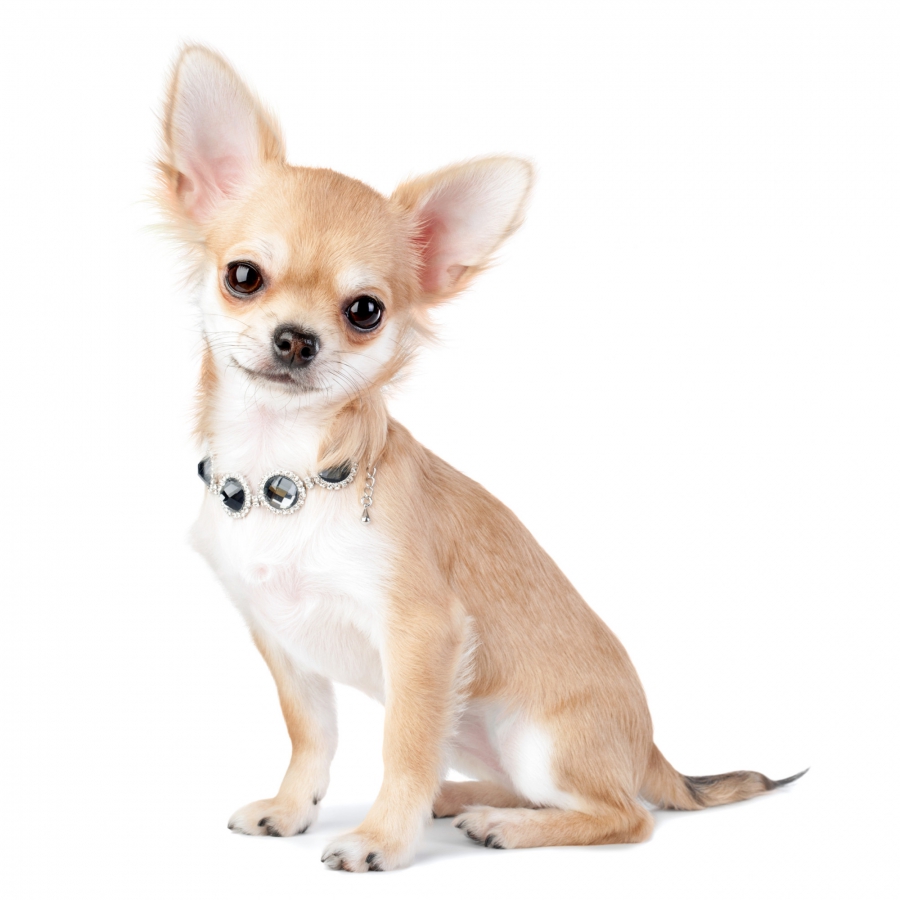 Chihuahua | Hondenfokker Kuurne | Puppy's te koop, pup te hondenkweker, hondenkwekerij, rashonden