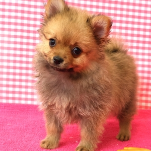 Dwergkees / Keeshond / Pomeriaan