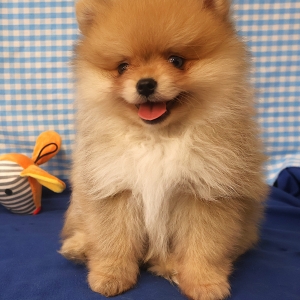 Dwergkees / Keeshond / Pomeriaan