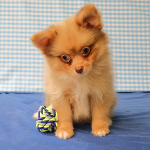 Dwergkees / Keeshond / Pomeriaan