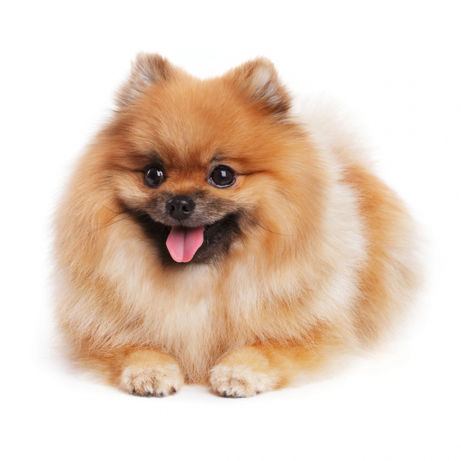 Acheter chiot Spitz Nain ou Loulou de Poméranie?