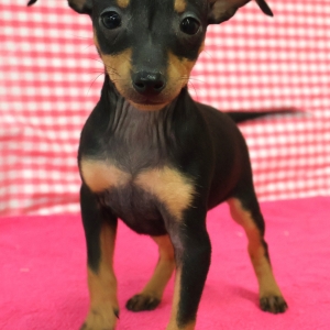 Dwergpinscher