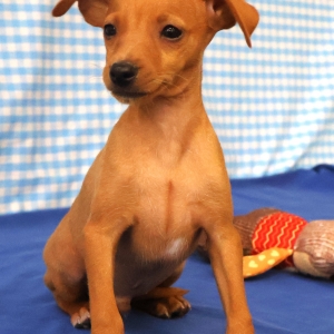 Dwergpinscher