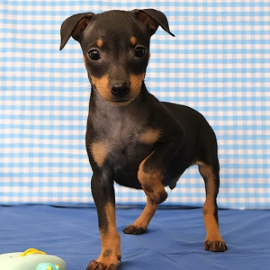 Dwergpinscher