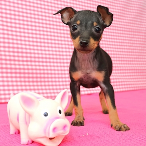 Dwergpinscher