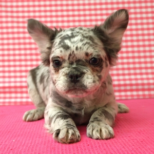 Franse Bulldog