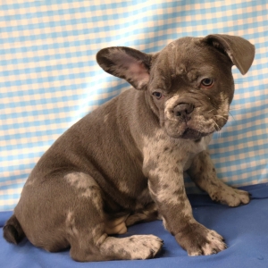 Franse Bulldog